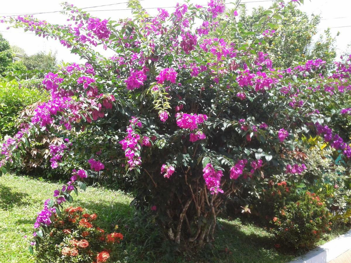 Villa Obaki سانت آن المظهر الخارجي الصورة