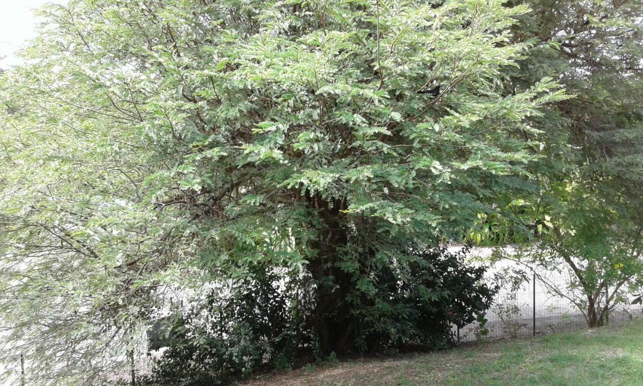 Villa Obaki سانت آن المظهر الخارجي الصورة